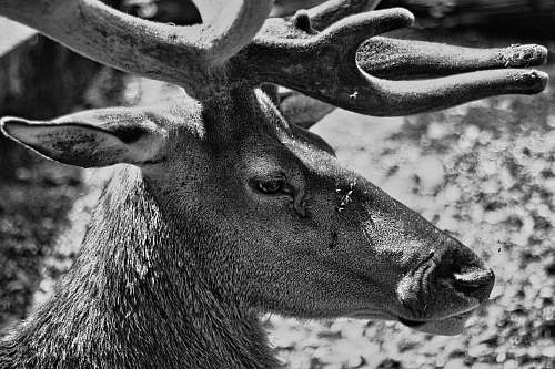 black-and-white grayscale photography of deer deer