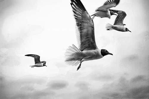 black-and-white grayscale photography of four flying birds bird