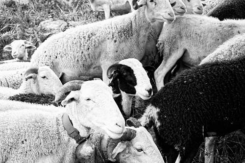 mammal grayscale photography of group of goats black-and-white