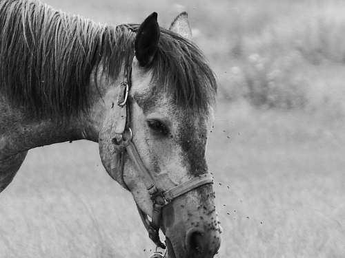 black-and-white grayscale photography of horse horse