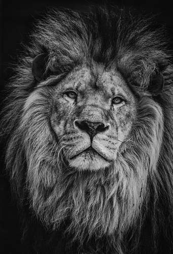 black-and-white grayscale photography of lion lion