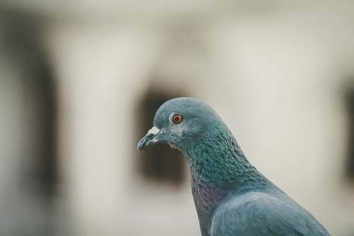 bird grayscale photography of pigeon pigeon