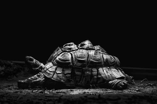 black-and-white grayscale photography of turtle turtle