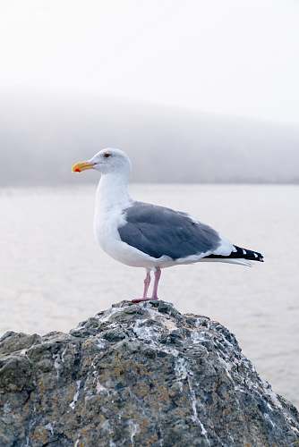 bird great black-backed gull facing sideways seagull