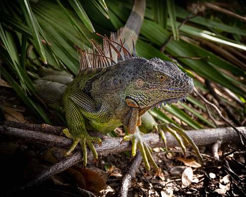 lizard green and black bearded dragon reptile
