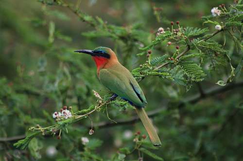 bird green and black bird on green leaf bee eater