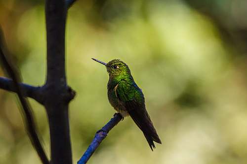 bird green and black hummingbird hummingbird