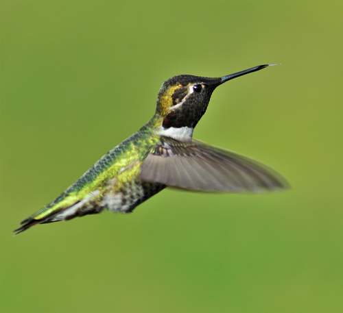 bird green and black wood picker hummingbird