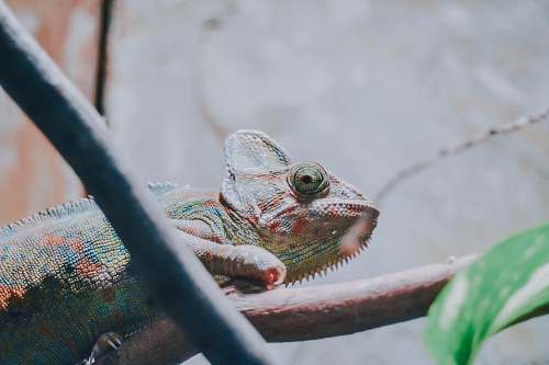 reptile green and blue chameleon iguana