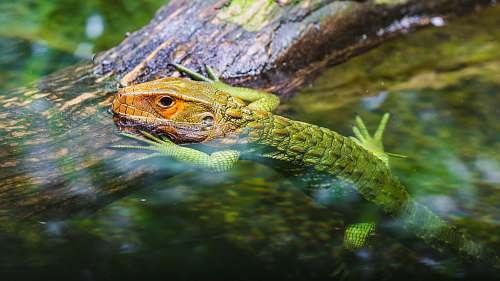 lizard green and brown lizard in water reptile