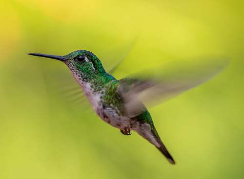 bird green and gray humming bird screenshot hummingbird
