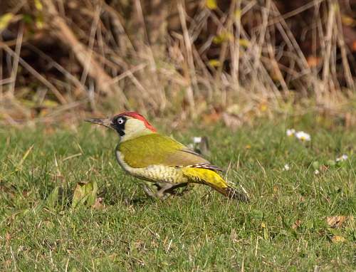 bird green and red bird on green grass finch