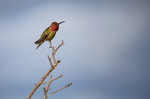 bird green and red humming bird on driftwood bee eater