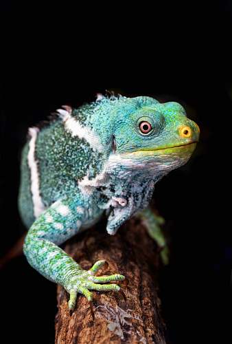 reptile green and white iguana on tree branch closeup photography lizard
