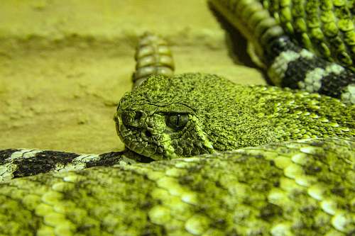reptile green and white viper lizard