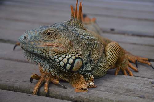 lizard green and yellow iguana on brown wooden floor reptile