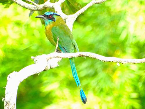 bird green and yellow parakeet bee eater