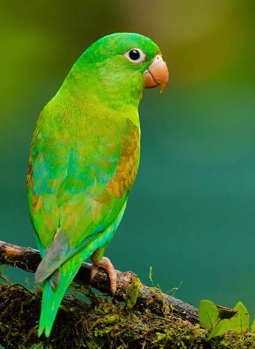 bird green and yellow small beaked bird on twig parrot