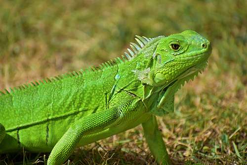 reptile green bearded dragon in green field lizard