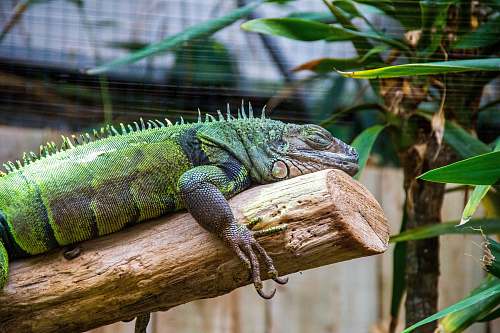 reptile green bearded dragon lizard