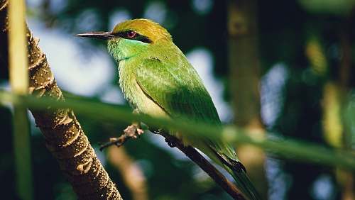 bird green bee-eater bird bee eater