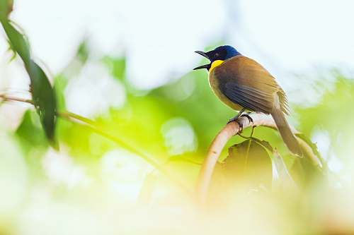 bird green bird bush