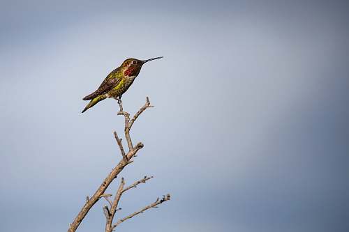 bird green bird on bare tree bee eater