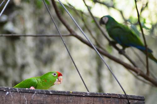 bird green bird on brown surface parrot