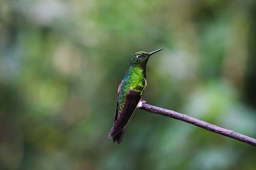 bird green bird perched on twig salento