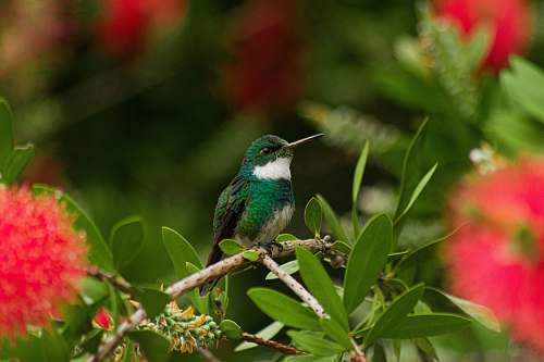 bird green bird perching on stem hummingbird