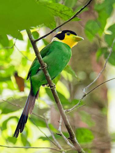 bird green bird perching on tree bee eater