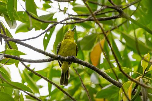 bird green bird perching on tree twig singapore