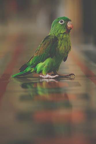 bird green bird standing on brown surface parrot