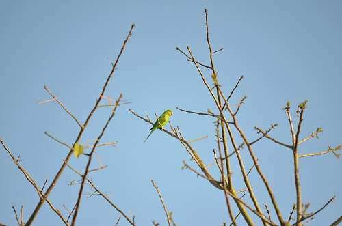 bird green budgerigar on bare tree bee eater