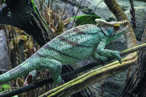lizard green chameleon on tree branch reptile