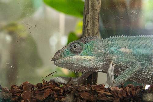 reptile green chameleon lizard