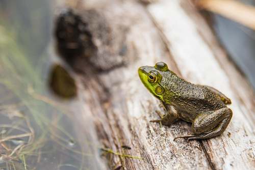 frog green frog in macro shot photography amphibian