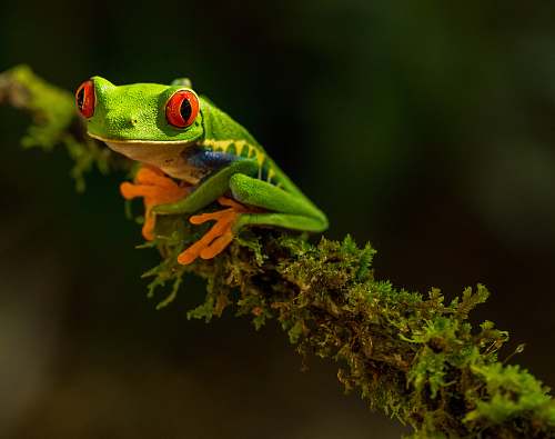 lizard green Frog reptile