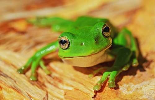 frog green frog on wood amphibian