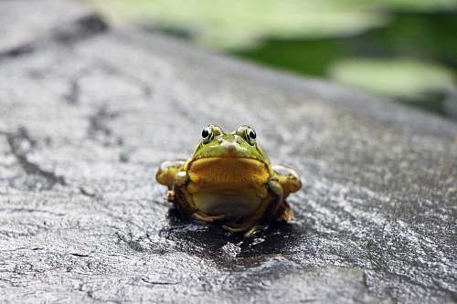 frog green frog standing on grey surface amphibian