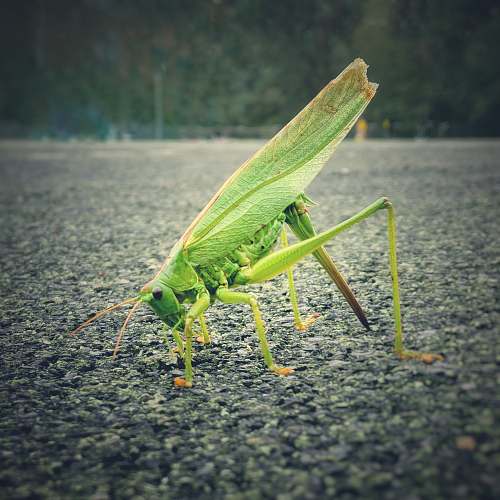 invertebrate green grasshopper insect
