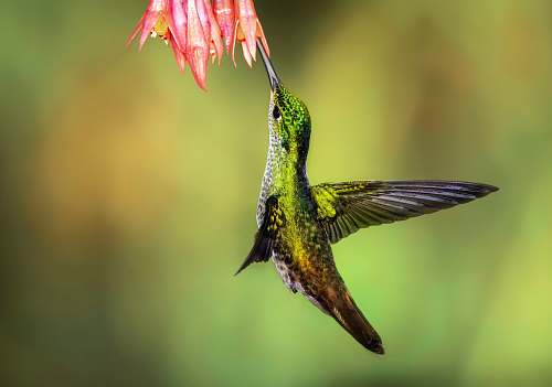 bird green hummingbird pollinating on pink petaled flowers hummingbird