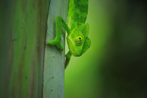 lizard green iguana reptile