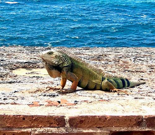 reptile green iguana calle del morro