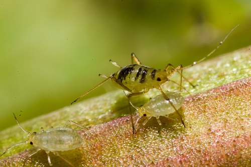 aphid green insect insect
