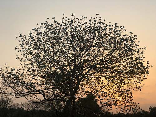 flock green leafed tree bird
