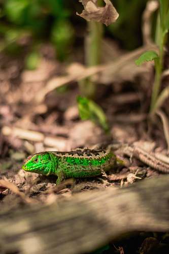 lizard green lizard reptile