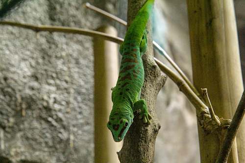 lizard green lizard on trunk reptile