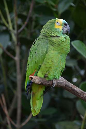 bird green parrot on brown tree branch macaw