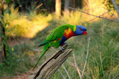 bird green, red and blue parrot on selective focus photography parrot